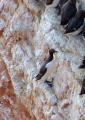 P1480792-Trottellumme-Ringellumme-PS.jpg