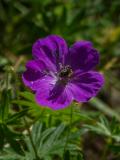 P1490868BlutroterStorchschnabel.jpg