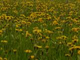 P1510508-Wiesen-Loewenzahn.jpg