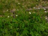 P1510511-Platanenbl-Hahnenfuss.jpg