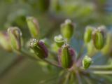 P1520938-Wald-Engelwurz.jpg