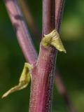 P1520953-Wald-Engelwurz.jpg