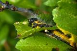 P1530124-Mondvogel-Raupe-2-PS.jpg