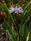 P1560188-Herblaettrige-Kugelblume.jpg