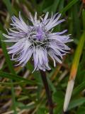 P1560190-Herblaettrige-Kugelblume.jpg