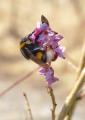 P1570519-Dunkle-Erdhummel-Koenigin.jpg