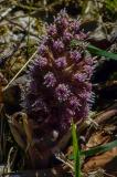 P1580705-Alpen-Pestwurz.jpg