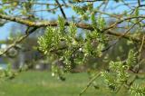 P1580938SalWeideW1.jpg