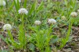 P1600465-Gew-Kugelblume-weiss.jpg
