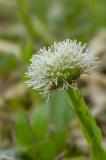 P1600472-Gew-Kugelblume.jpg