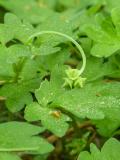 P1600657-Moschuskraut.jpg