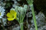 P1600792AlpenAurikel1.jpg