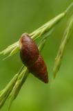 P1650531-Kleine-Vielfrassschnecke.jpg