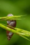 P1650533-Kleine-Vielfrassschnecke.jpg