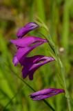 P1690028-Sumpf-Gladiole.jpg