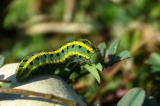 P1750997-Hufeisenklee-Gelbling-1-PS.jpg