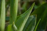 P1770099-Kleine-Spinnen-Ragwurz.jpg