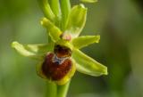 P1770111-Kleine-Spinnen-Ragwurz.jpg