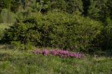 P1770793-Felsen-Kreuzdorn.jpg