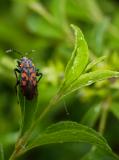 P1780335-Felsen-Kreuzdorn-Knappe.jpg