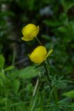 P1790040-Europ-Trollblume.jpg