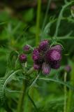 P1790097-Bach-Kratzdistel.jpg