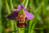 P1790442-Biene-Ragwurz-aurita.jpg