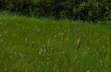 P1800125-Karlszepter.jpg