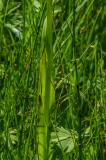 P1800334-Strohgelbes-Knabenkraut.jpg