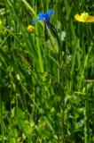 P1800487-Schlauch-Enzian.jpg