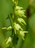 P1800578-Honigorchis.jpg