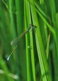 P1800811-Zwerglibelle-Maennchen-PS.jpg