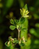 P1810235-Kleiner-Klee.jpg