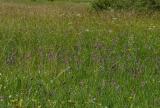 P1810910-Sumpf-Gladiole.jpg