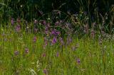 P1810914-Sumpf-Gladiole.jpg