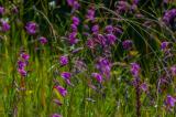 P1810917-Sumpf-Gladiole.jpg