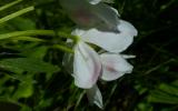 P1820941-Narzissenbl-Windroeschen.jpg