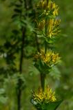 P1830159-Gelber-Enzian.jpg