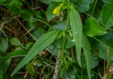 P1830179-Wald-Wachtelweizen.jpg