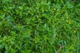 P1830181-Wald-Wachtelweizen.jpg