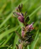P1840975-Roter-Zahntrost.jpg
