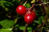 P1850287-Preiselbeere.jpg