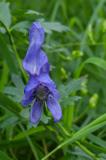 P2020927-Gew-Bunter-Eisenhut-1.jpg