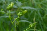 P2020931-Gew-Bunter-Eisenhut-1.jpg