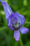 P2020935-Gew-Bunter-Eisenhut-1.jpg