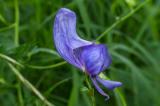 P2020938-Gew-Bunter-Eisenhut-1.jpg