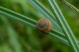 P2020943-Gemeine-Haarschnecke.jpg
