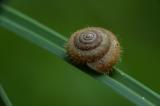 P2020954-Gemeine-Haarschnecke.jpg