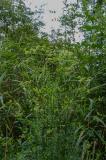 P2020957-Gew-Wiesensilge-1.jpg