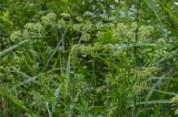 P2020958-Gew-Wiesensilge-1.jpg